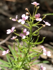 Stylidium adnatum