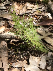 Stylidium adnatum