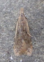 Dichomeris punctipennella