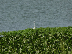 Ardea intermedia intermedia