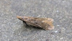 Dichomeris punctipennella