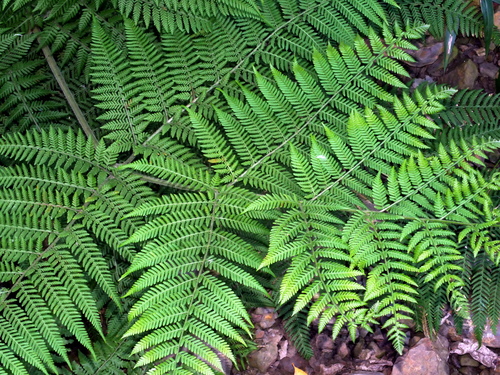 Hypolepis tenuifolia, photograph 4