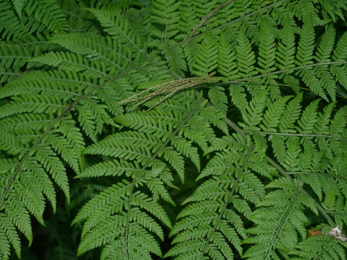 Hypolepis tenuifolia, photograph 5