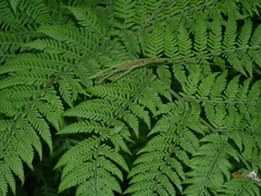 Hypolepis tenuifolia, photograph Jacy Chen, CC BY, iNaturalist via GBIF