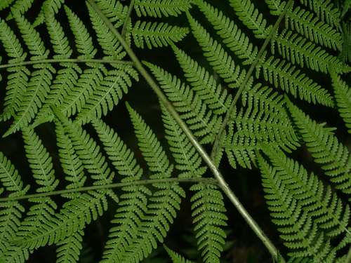 Hypolepis tenuifolia, photograph 6