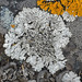 Black-eyed Rosette Lichen - Photo (c) Richard Droker, some rights reserved (CC BY-NC-ND)