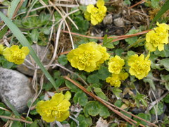 Chrysosplenium serreanum