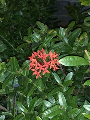 Ixora