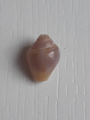 Columbellidae