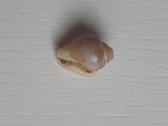 Columbellidae