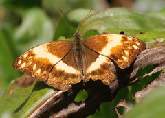 Harma theobene superna