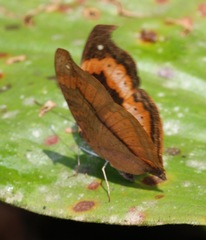 Precis sinuata hecqui