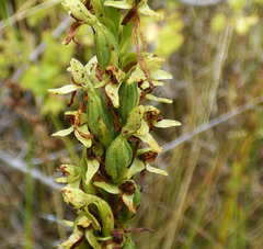 Platanthera limosa