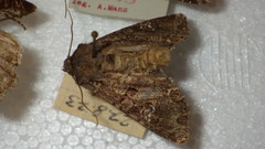 Mamestra brassicae