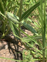Asclepias densiflora