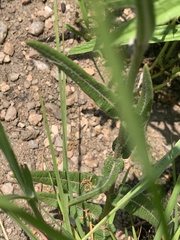 Asclepias densiflora