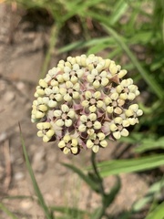 Asclepias densiflora