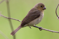 Sporophila caerulescens