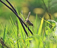 Prinia subflava pondoensis