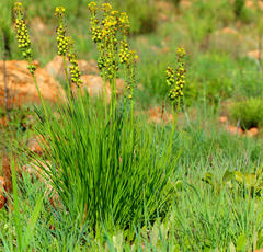 Bulbine angustifolia