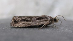 Olethreutes tilianum