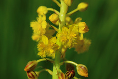 Bulbine angustifolia