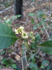 Xanthostemon oppositifolius