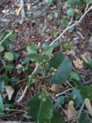 Xanthostemon oppositifolius