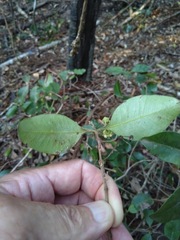 Xanthostemon oppositifolius