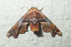 Eutelia callichroma