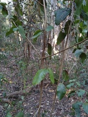 Xanthostemon oppositifolius