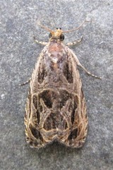 Olethreutes tilianum