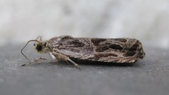 Olethreutes tilianum