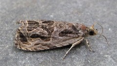 Olethreutes tilianum