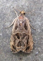 Olethreutes tilianum
