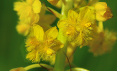 Bulbine angustifolia