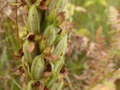 Platanthera limosa