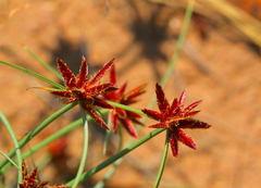 Cyperus rupestris