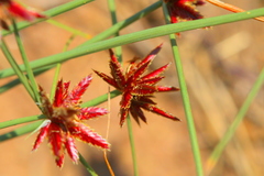 Cyperus rupestris