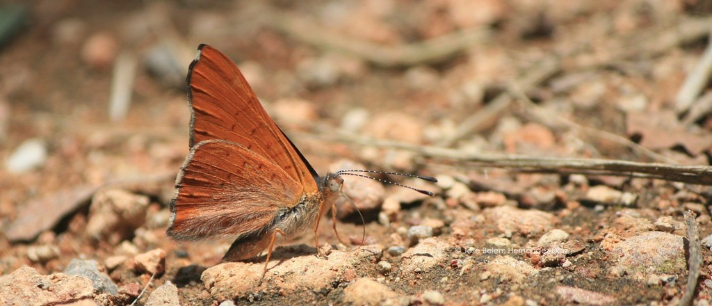 Zela Metalmark