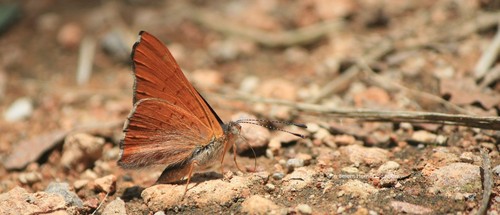 Mexican Zela Metalmark