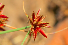 Cyperus rupestris