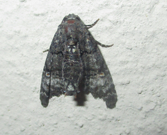 Marathyssa albidisca