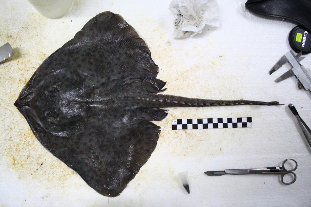 Graytail Skate