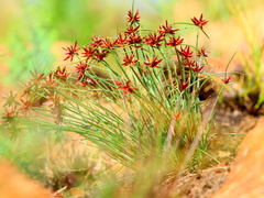 Cyperus rupestris