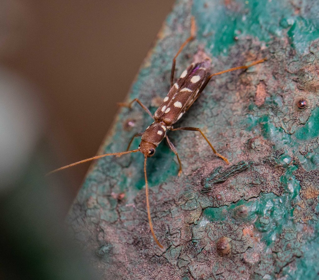 Clytocera