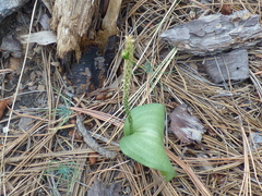 Malaxis macrostachya