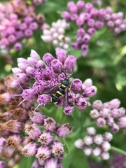Synanthedon decipiens