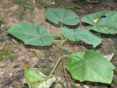 Image of Paulownia fortunei by (c) Jacy Chen, some rights reserved (CC BY)