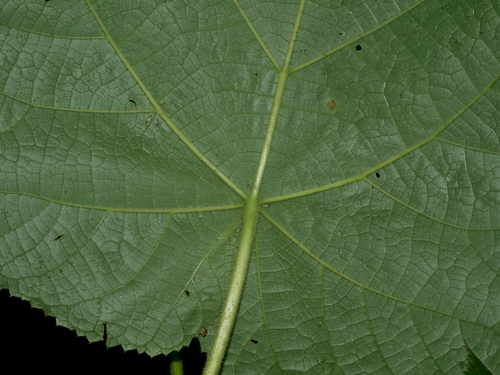 Paulownia fortunei, photograph 3